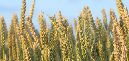 akkerbouw graanveld graankorrels tarwe - agri